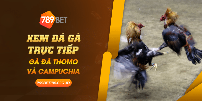 38 Xem da ga truc tiep Ga da Thomo va Campuchia