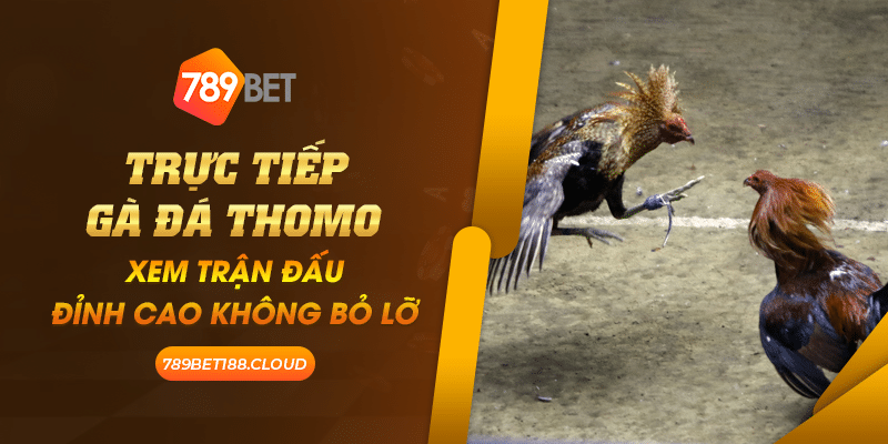 Trực tiếp gà đá Thomo: Xem trận đấu đỉnh cao không bỏ lỡ 1 40 Truc tiep ga da Thomo Xem tran dau dinh cao khong bo lo 1