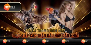 Đá gà Thomo hôm nay – Trực tiếp các trận đấu hấp dẫn nhất