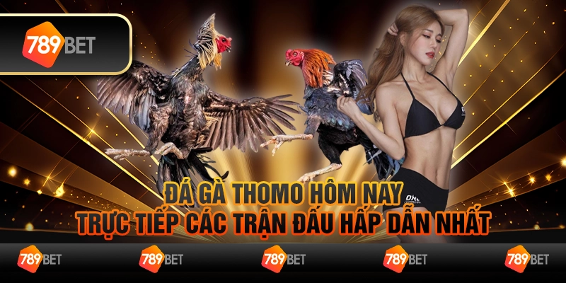 Đá gà Thomo hôm nay – Trực tiếp các trận đấu hấp dẫn nhất
