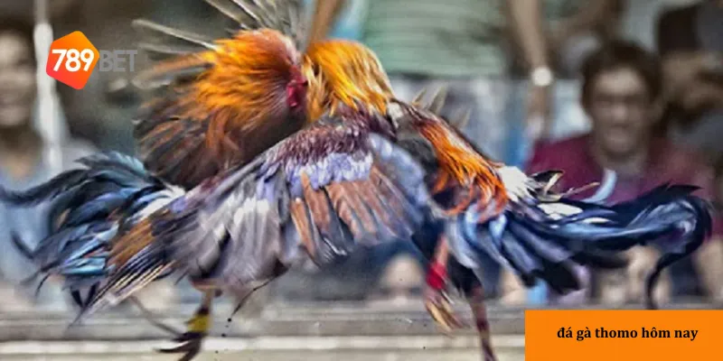 Quy định về chiến kê và thời gian thi đấu