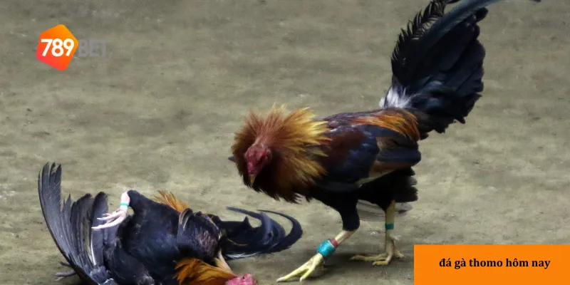 3 lợi ích thi tham gia tại nhà cái