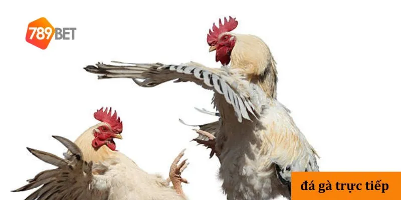 Đá gà trực tiếp hấp dẫn, cập nhật trận đấu nhanh và chi tiết 2 GIới thiệu 3 hình thức cá cược đá gà phổ biến