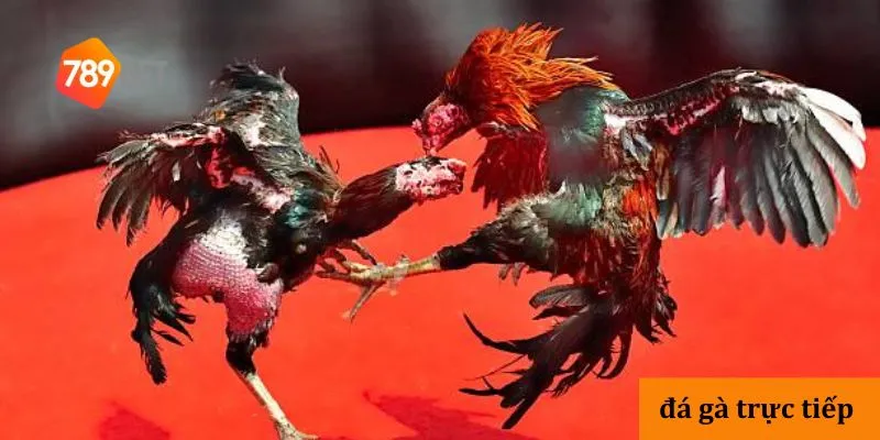 Đá gà trực tiếp hấp dẫn, cập nhật trận đấu nhanh và chi tiết 4 3 lý do nên chọn đá gà tại nhà cái