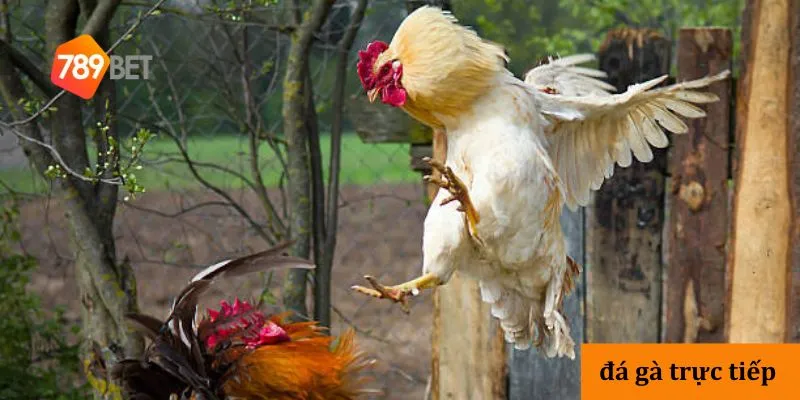 Đá gà trực tiếp hấp dẫn, cập nhật trận đấu nhanh và chi tiết 3 Giới thiệu Cược theo tỷ lệ chấp