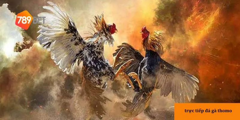 Xem đá gà trực tiếp chất lượng tại nhà cái