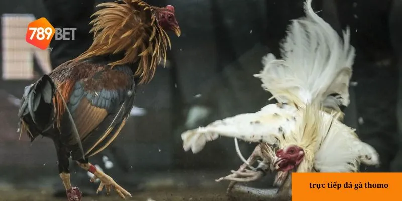 Thành viên cần hiểu rõ thông tin về các chú gà chiến