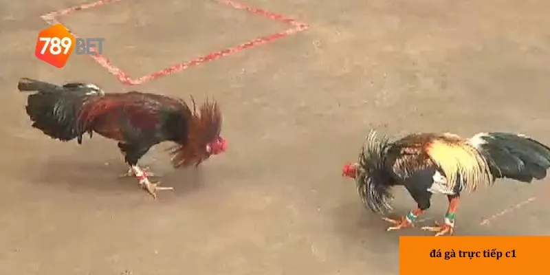 Đá gà trực tiếp C1: Đỉnh cao giải trí và cơ hội thắng 2 Lịch sử tạo nên sức hút lớn cho giải đấu.