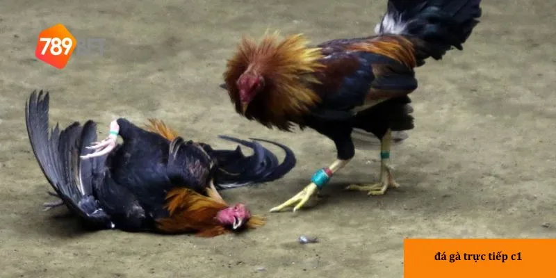 Đá gà trực tiếp C1: Đỉnh cao giải trí và cơ hội thắng 4 Phân tích chiến kê là chìa khóa dẫn đến chiến thắng.