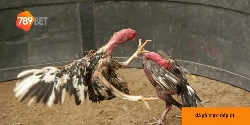 Đá gà trực tiếp C1: Đỉnh cao giải trí và cơ hội thắng 3 Tính kịch tính làm tăng sự hấp dẫn cho người chơi.