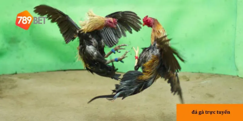 Lợi ích khi chơi đá gà trực tuyến tại 789bet