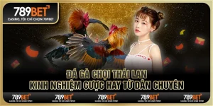 Đá gà chọi Thái Lan: Kinh nghiệm cược hay từ dân chuyên