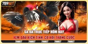 Gà đá trực tiếp hôm nay: Xem đấu kịch tính, cơ hội thắng cược
