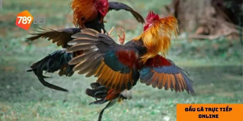 Sự đa dạng về giống gà làm tăng thêm phần thú vị cho mỗi trận đấu.