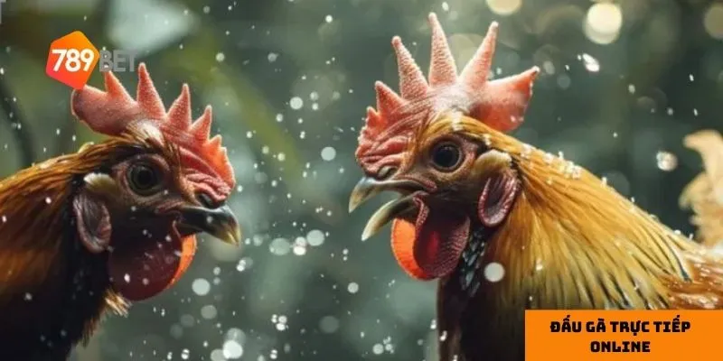 Hiểu rõ giống gà giúp bạn đưa ra quyết định cược chính xác.