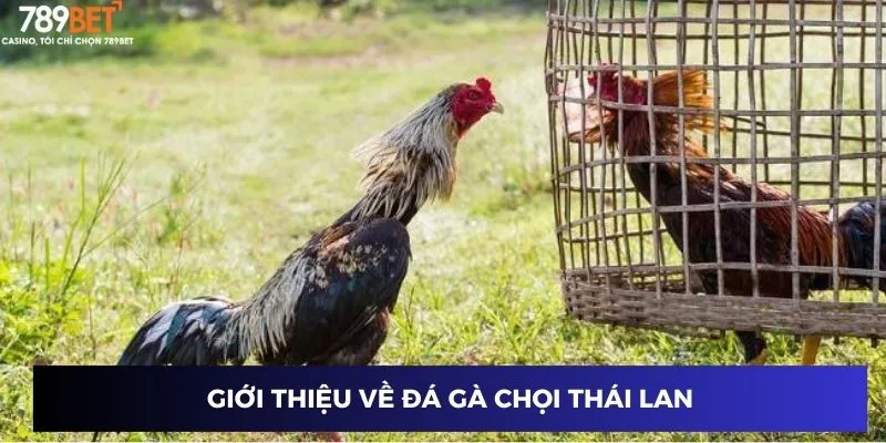 Giới thiệu về đá gà chọi Thái Lan