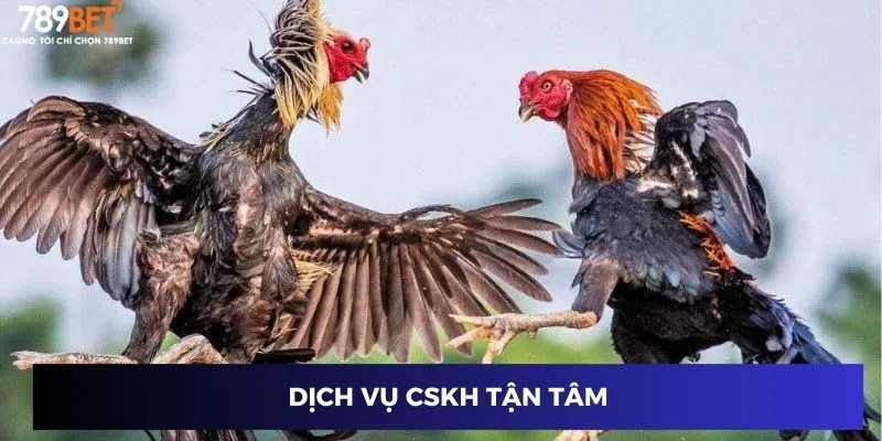 Đá Gà Cựa Sắt Thomo: Bí Kíp Chọn Chiến Kê Bất Bại 2024 3 Dịch vụ CSKH tận tâm