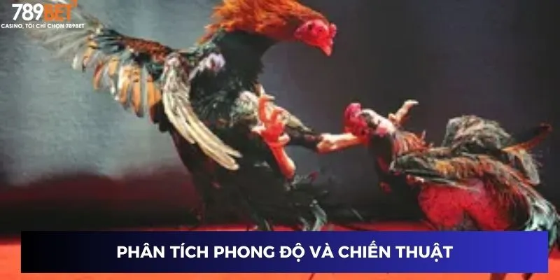Đá Gà Cựa Sắt Thomo: Bí Kíp Chọn Chiến Kê Bất Bại 2024 4 Phân tích phong độ và chiến thuật