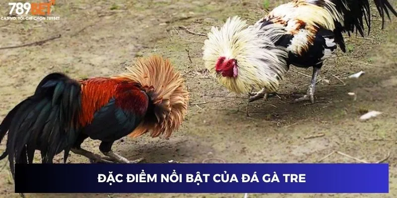 Đặc điểm nổi bật của đá gà tre