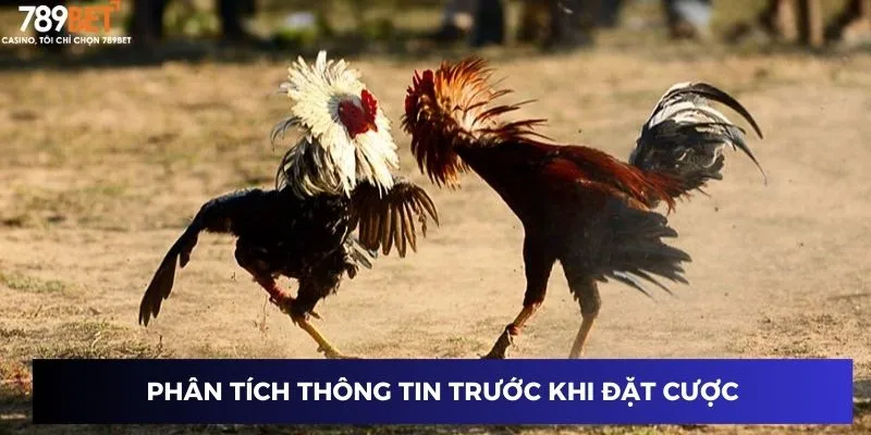 Phân tích thông tin trước khi đặt cược