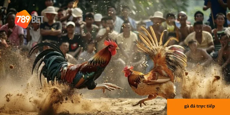 789bet là điểm đến lý tưởng cho người hâm mộ gà đá trực tiếp.