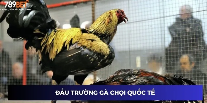 Trực Tiếp Đá Gà Mạnh – Xem Trận Đá Gà Kịch Tính Nhất 2 Đấu trường gà chọi quốc tế