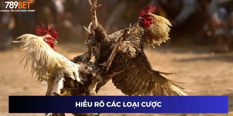 Trực Tiếp Đá Gà Mạnh – Xem Trận Đá Gà Kịch Tính Nhất 3 Hiểu rõ các loại cược