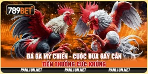 Đá Gà Mỹ Chiến - Cuộc Đua Gay Cấn, Tiền Thưởng Cực Khủng