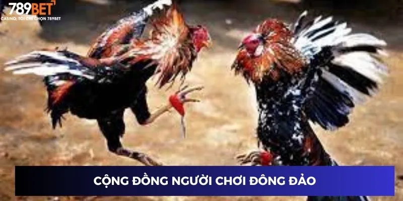 Đá Gà Campuchia Trực Tuyến - Đỉnh Cao Mỗi Cược Tại 789BET 3 Cộng đồng người chơi đông đảo