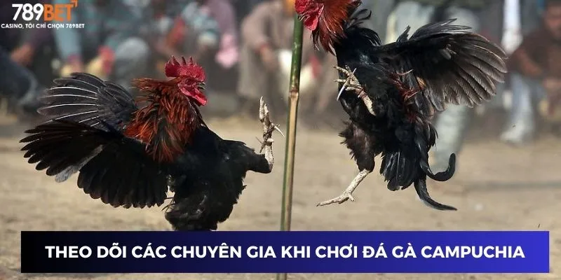 Đá Gà Campuchia Trực Tuyến - Đỉnh Cao Mỗi Cược Tại 789BET 4 Theo dõi các chuyên gia khi chơi đá gà Campuchia Trực Tuyến