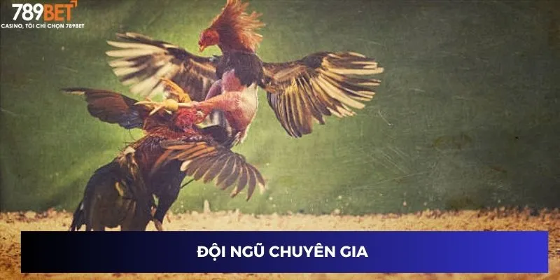 Đá Gà Mỹ Chiến - Cuộc Đua Gay Cấn, Tiền Thưởng Cực Khủng 2 Đội ngũ chuyên gia