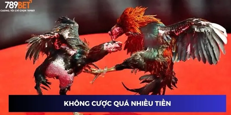 Đá Gà Mỹ Chiến - Cuộc Đua Gay Cấn, Tiền Thưởng Cực Khủng 4 Không cược quá nhiều tiền