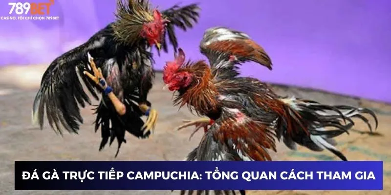 Đá gà trực tiếp Campuchia: Tổng quan và cách tham gia
