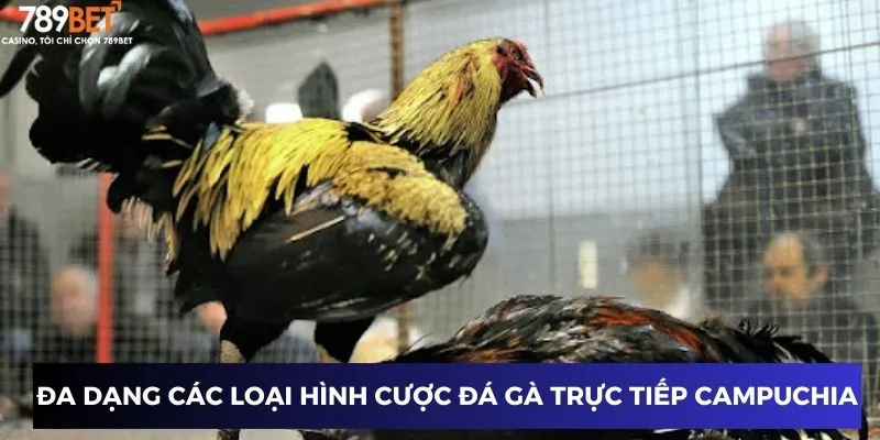 Đa dạng các loại hình cược đá gà trực tiếp Campuchia