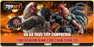 Đá gà trực tiếp Campuchia