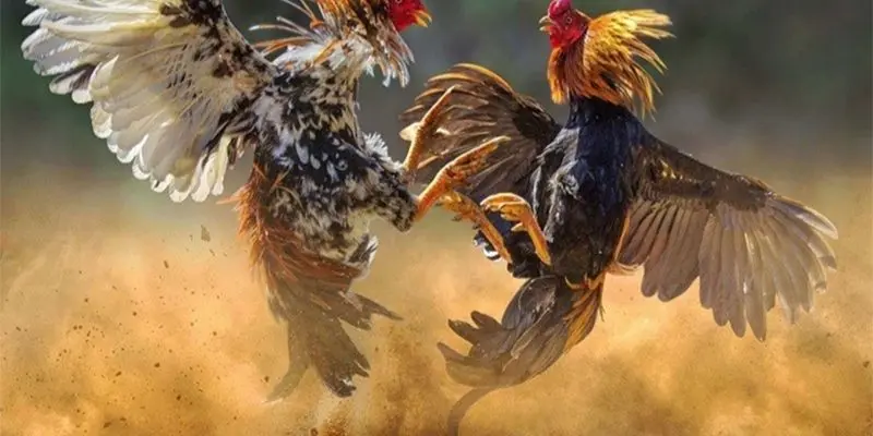 Các bước tham gia chơi đấu gà dễ hiểu