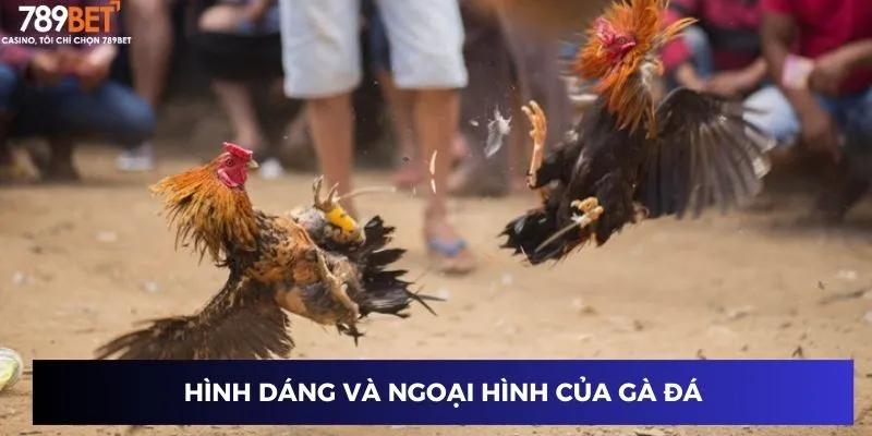 Hình dáng và ngoại hình của gà đá chiến thắng Campuchia