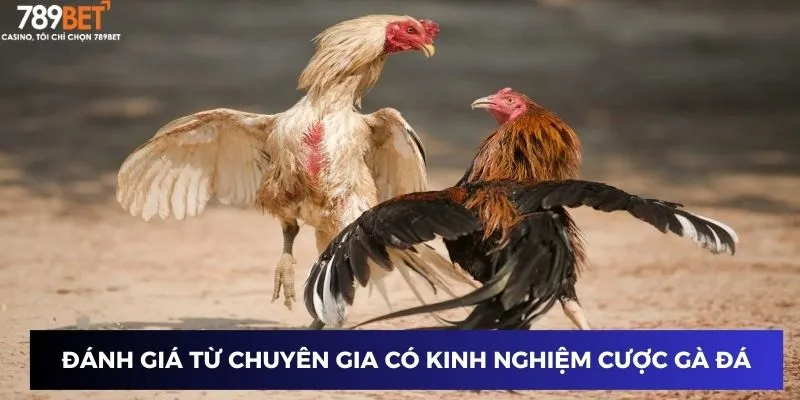Đánh giá từ chuyên gia có kinh nghiệm cược gà đá chiến thắng