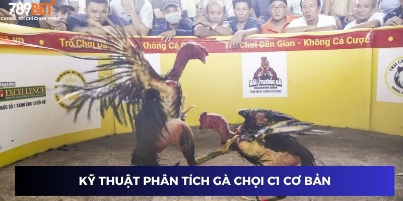 Kỹ thuật phân tích gà chọi C1 cơ bản
