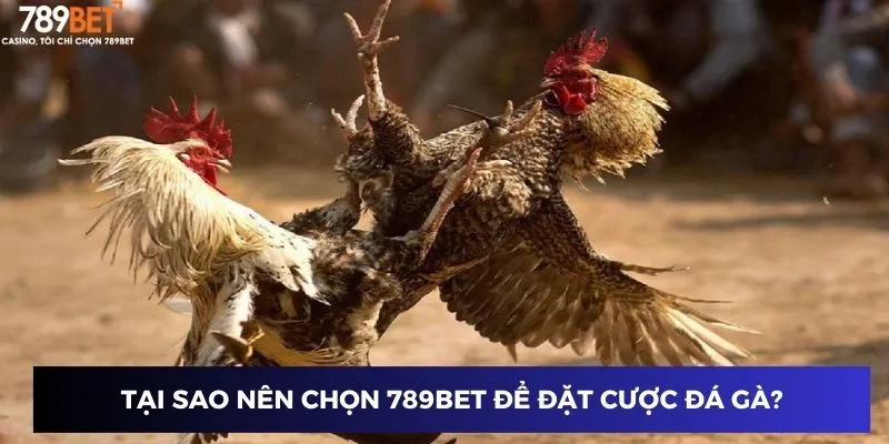 Tại sao nên chọn 789BET để đặt cược đá gà?