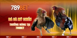 Đá Gà Mỹ Chiến Online - Thưởng Nóng Tại 789bet
