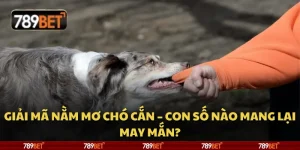 Giải mã nằm mơ chó cắn – Con số nào mang lại may mắn?