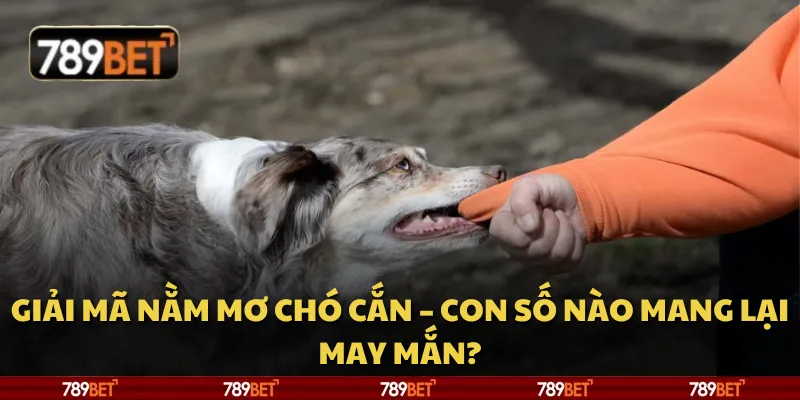 Giải mã nằm mơ chó cắn – Con số nào mang lại may mắn?