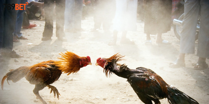 Đá Gà Địa Phương Châu Á - Cập Nhật Tại Nhà Cái 789BET 2 Tham gia đá gà địa phương Châu Á cùng nhà cái