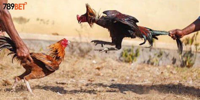 Đá Gà Địa Phương Châu Á - Cập Nhật Tại Nhà Cái 789BET 3 Xem trực tiếp các trận đấu hấp dẫn