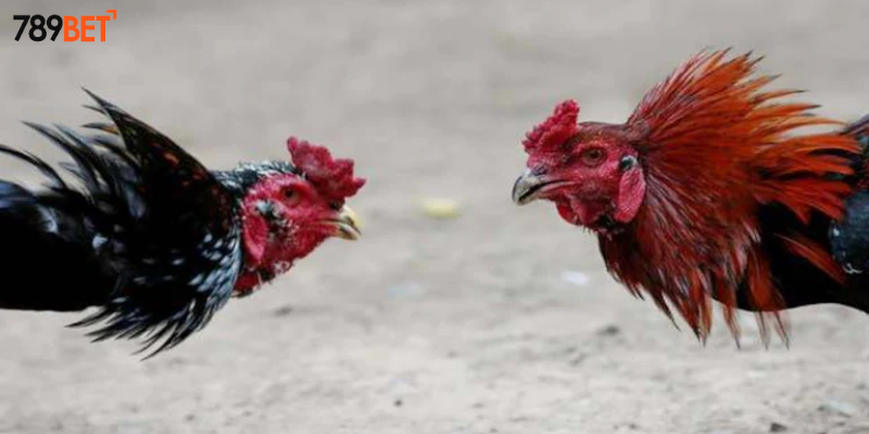 Đá Gà Địa Phương Châu Á - Cập Nhật Tại Nhà Cái 789BET 4 Các loại cược phổ biến tại nhà cái