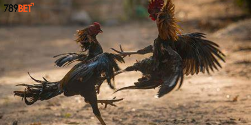 Đá Gà Mỹ Chiến Online - Thưởng Nóng Tại 789BET 2 Khám phá đá gà Mỹ Chiến online