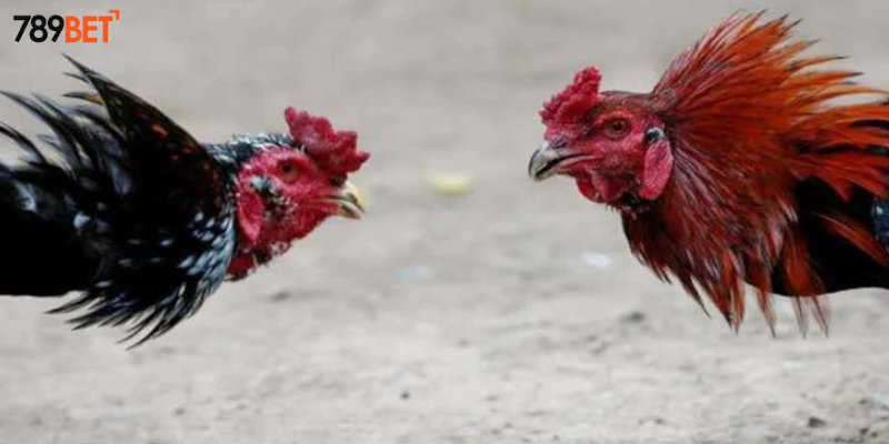 Đá Gà Mỹ Chiến Online - Thưởng Nóng Tại 789BET 3 Tham gia giải trí một cách đơn giản