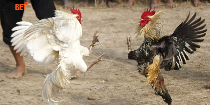 Đá Gà Mỹ Chiến Online - Thưởng Nóng Tại 789BET 4 Kỹ thuật cùng chiến thuật cược hợp lý