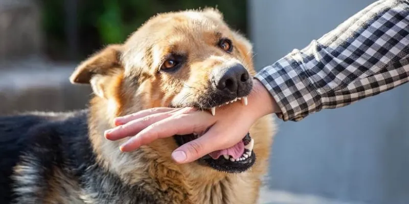 Nằm mơ chó cắn nhưng không bị chảy máu